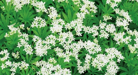 Picture for category Asperula